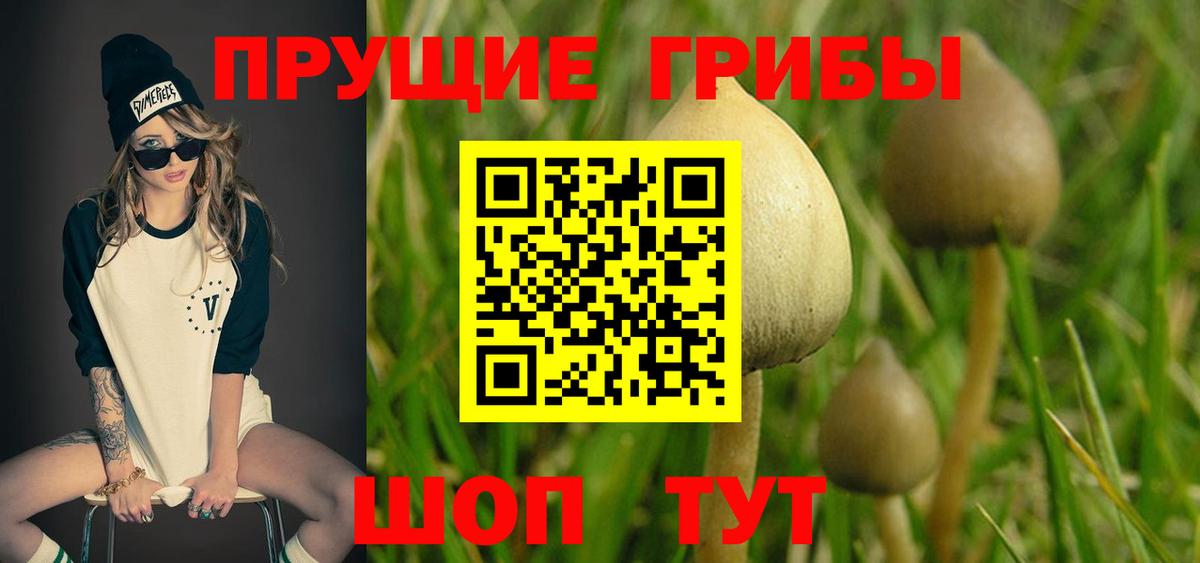 Нарткала  Галлюциногенные грибы Psilocybe  Вход с VPN 